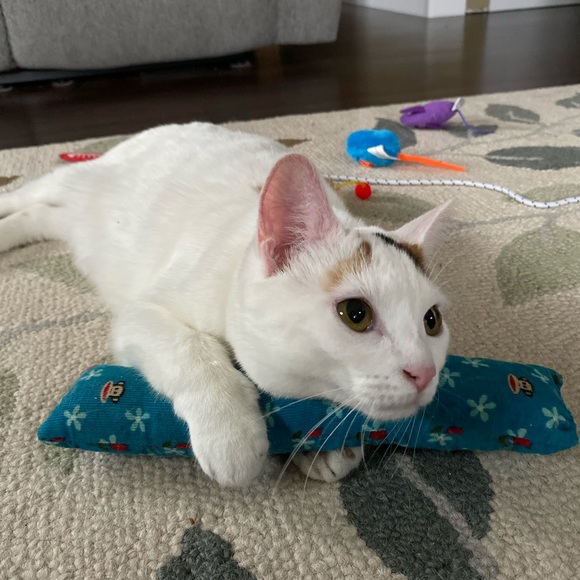 Meet Akari the Cresent Moon Calico😻🐾 - Picture 11 of 16